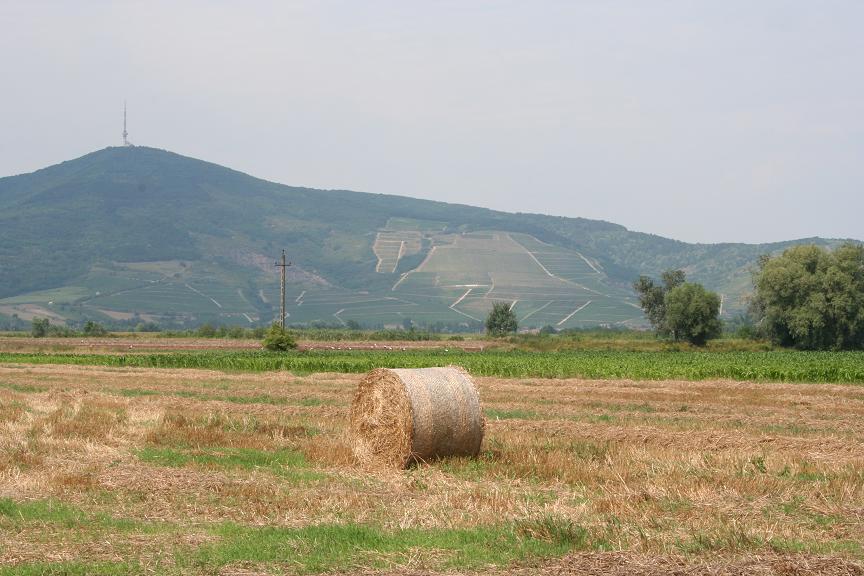 Sláma.JPG