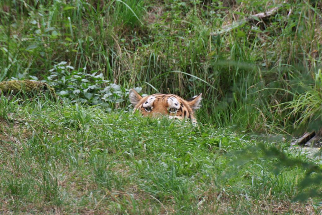 Tigr 1.JPG