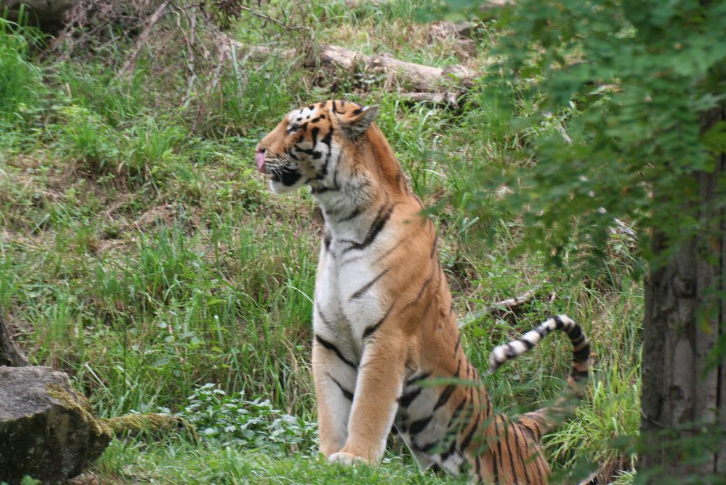 Tigr 2.JPG
