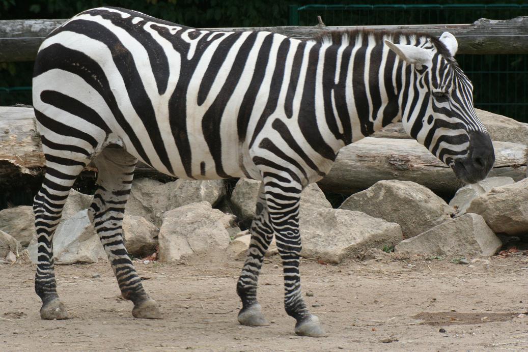 Zebra.JPG