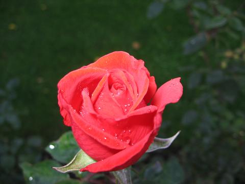 IMG_4616.JPG