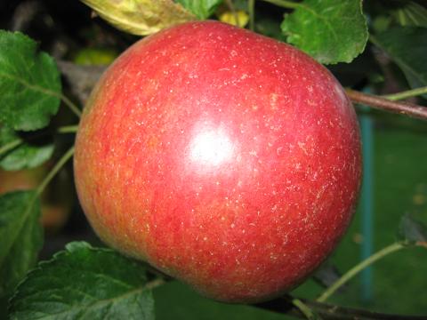 IMG_4622.JPG
